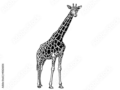 girafe