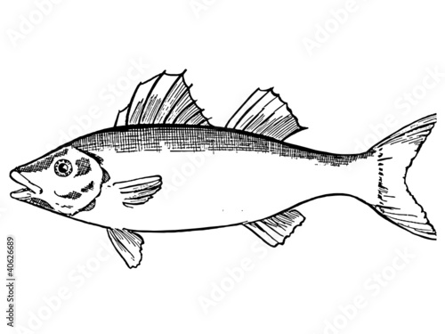 poisson