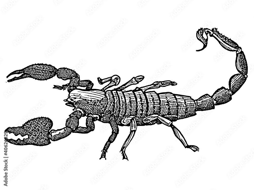 scorpion scorpion