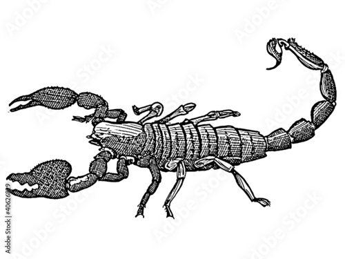 scorpion