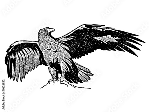aigle royal