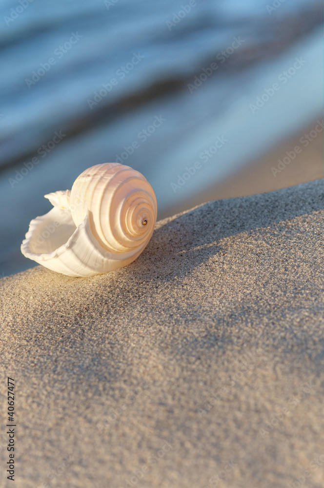 Strandgut, Sommerabend am Meer, Tonna Allium , Meeresschnecke Strandgut, Sommerabend am Meer, Tonna Allium , Meeresschnecke