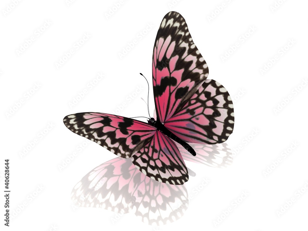 Fototapeta premium Butterfly. Isolated on white background.