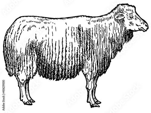 mouton