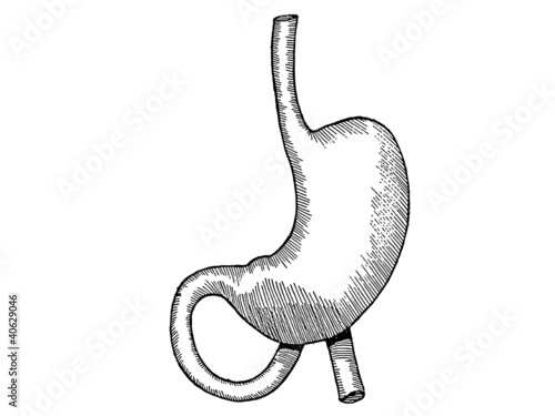 estomac