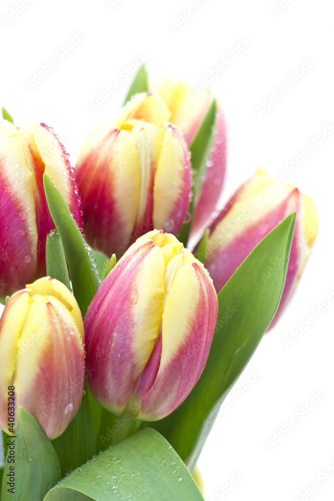 Fototapeta premium Colorful fresh spring tulips flowers with dew drops
