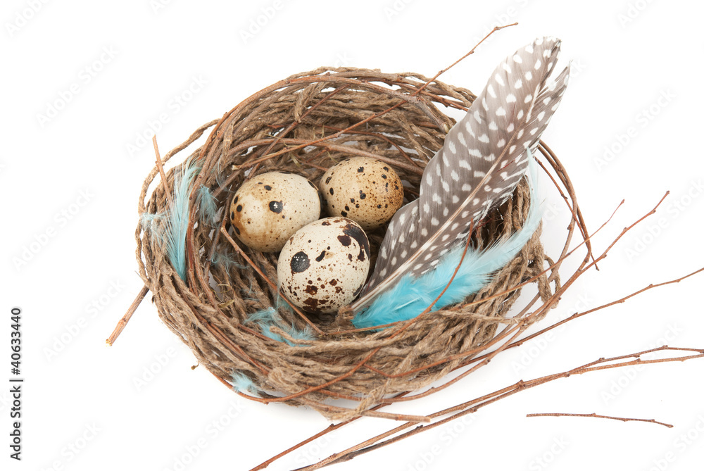 Obraz premium quail eggs