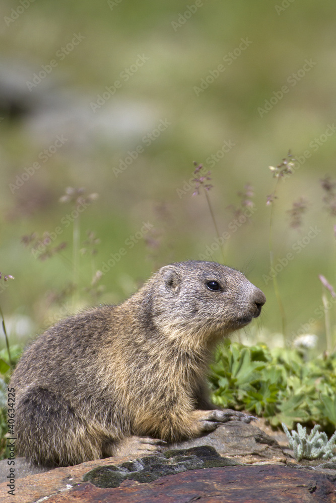 puppy alpine marmot puppy alpine marmot