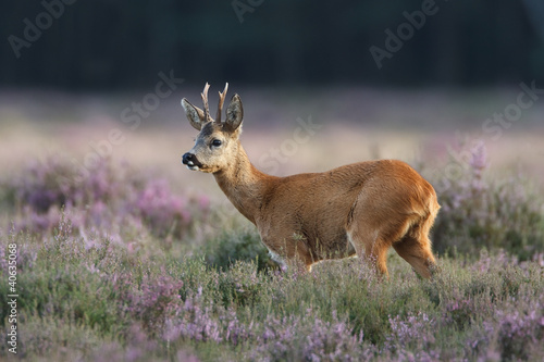 Fotografia a roe deer in a field of header