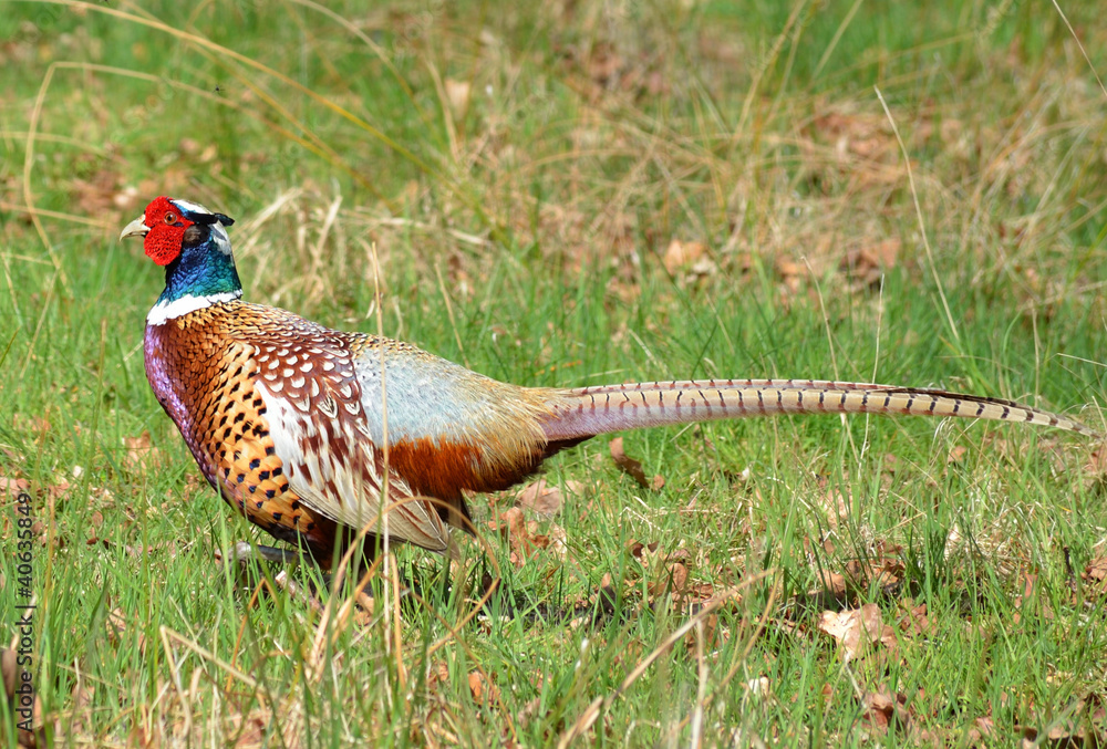Fototapeta premium Bażant męski