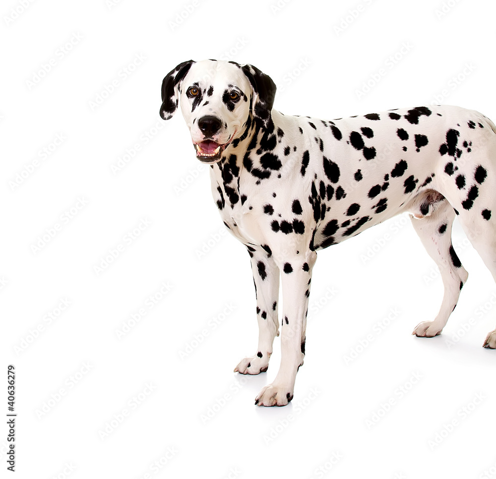 Dalmatian standing in front of white background.