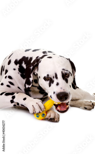 Dalmatian portrait.