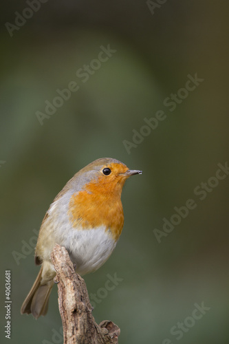 Robin perched on log