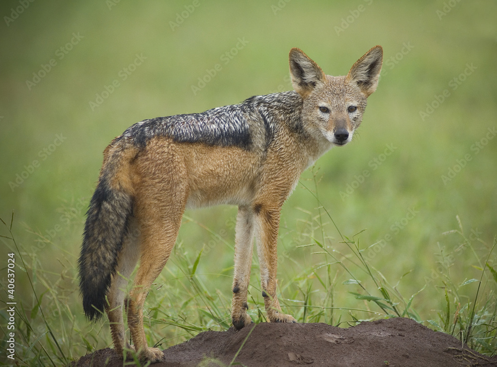 Black back Jackal Black back Jackal