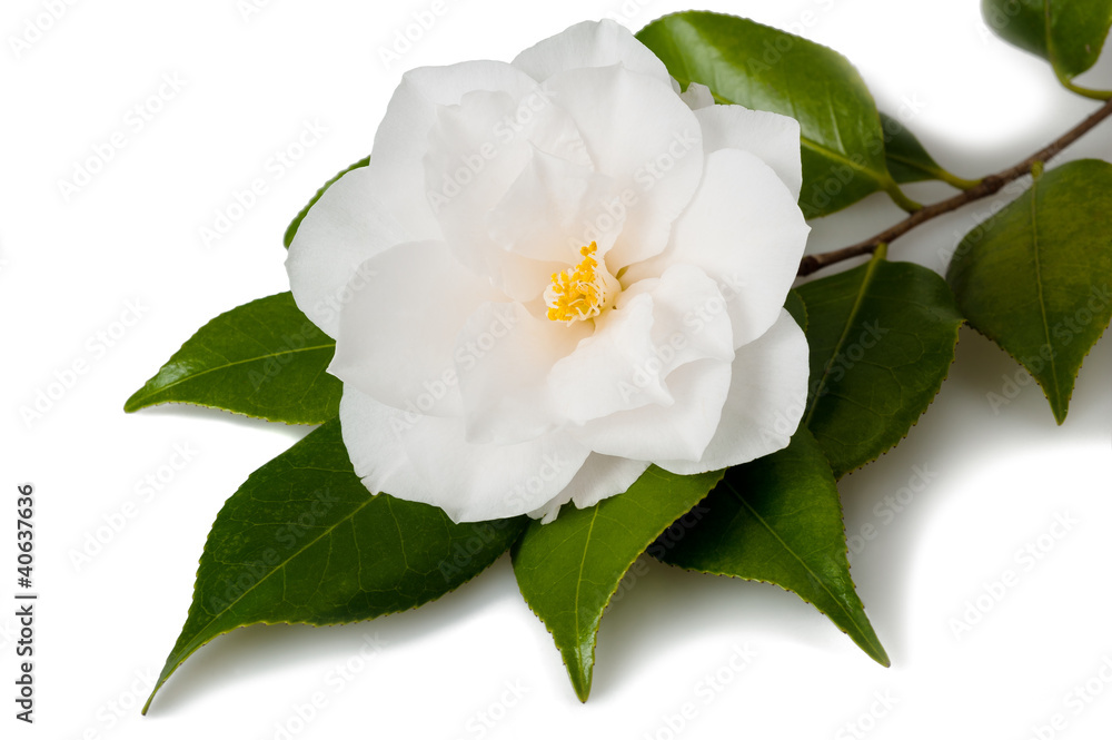 Obraz premium Camellia flower