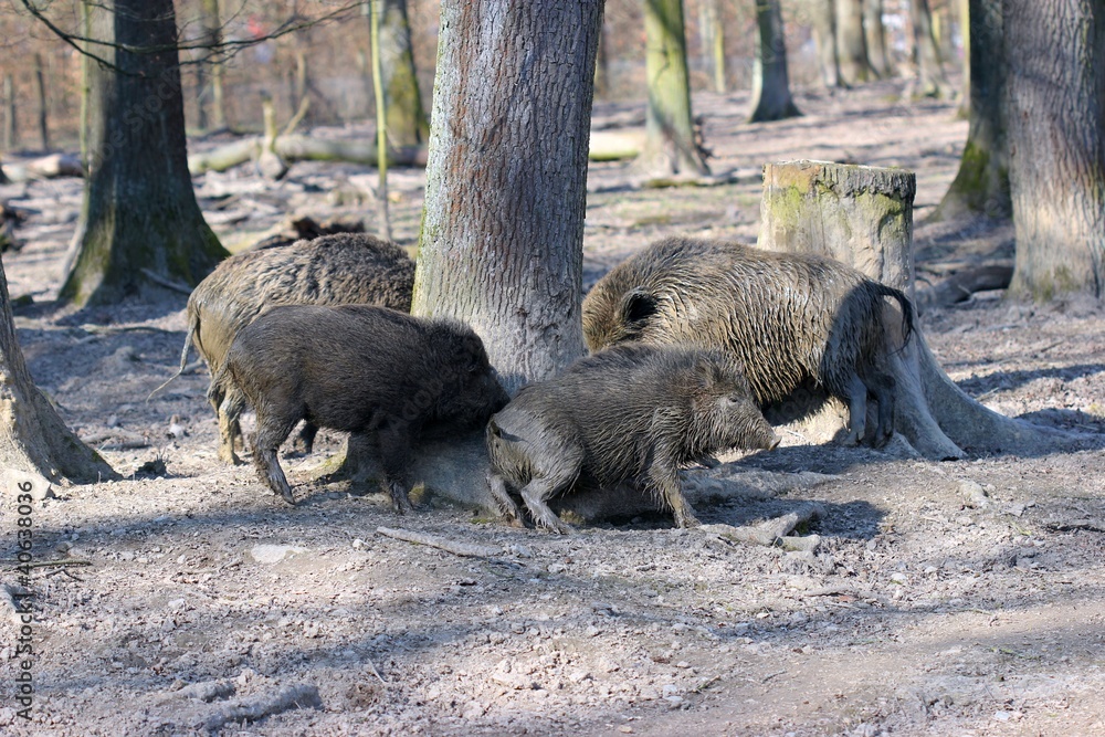 Wildschweinfamilie scheuert sich am Baum Wildschweinfamilie scheuert sich am Baum