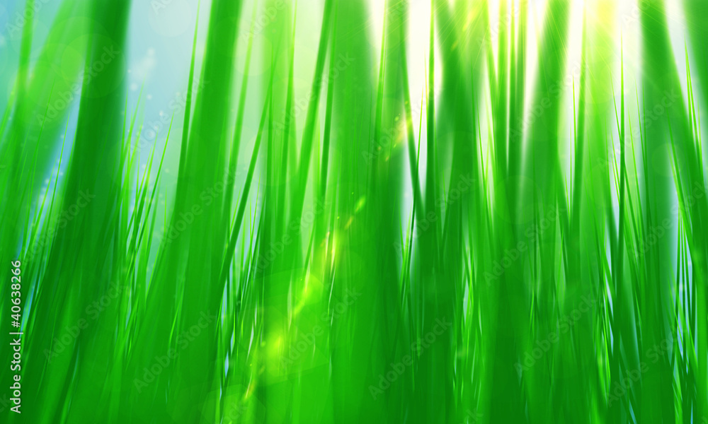 spring green grass and sun spring green grass and sun