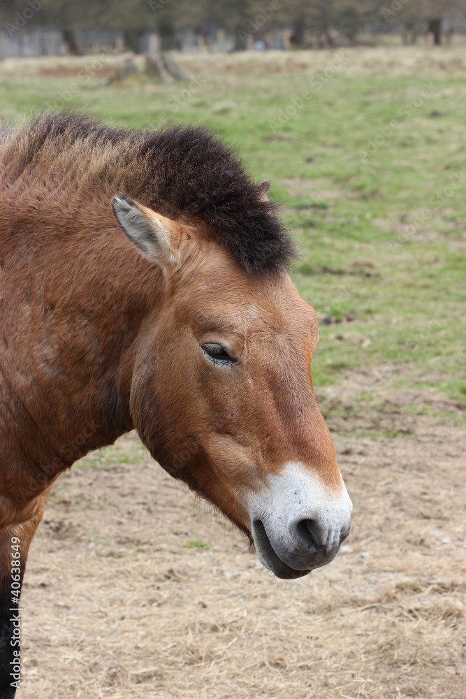 Fototapeta premium Przewalskihengst 