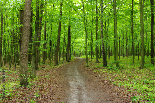 spring forest