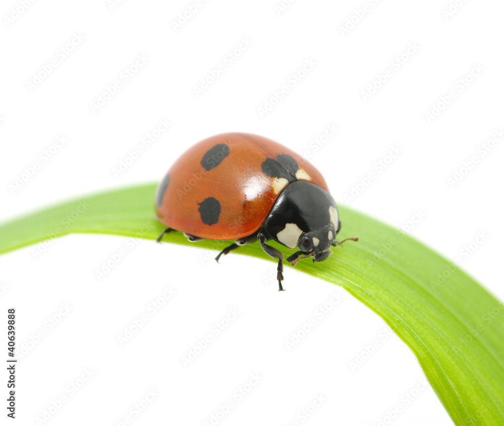 ladybug ladybug