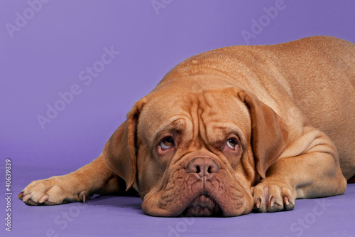 Dogue De Bordeaux lying