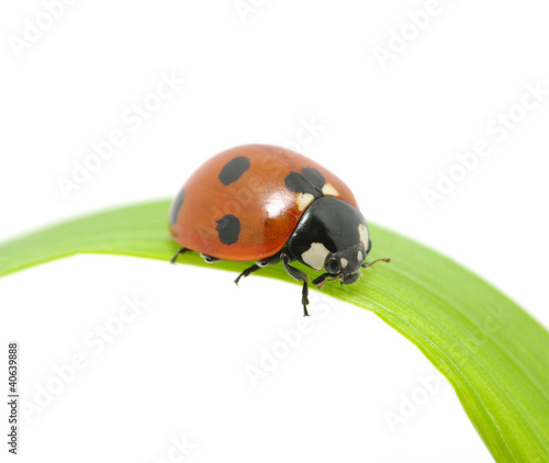 ladybug © Alekss