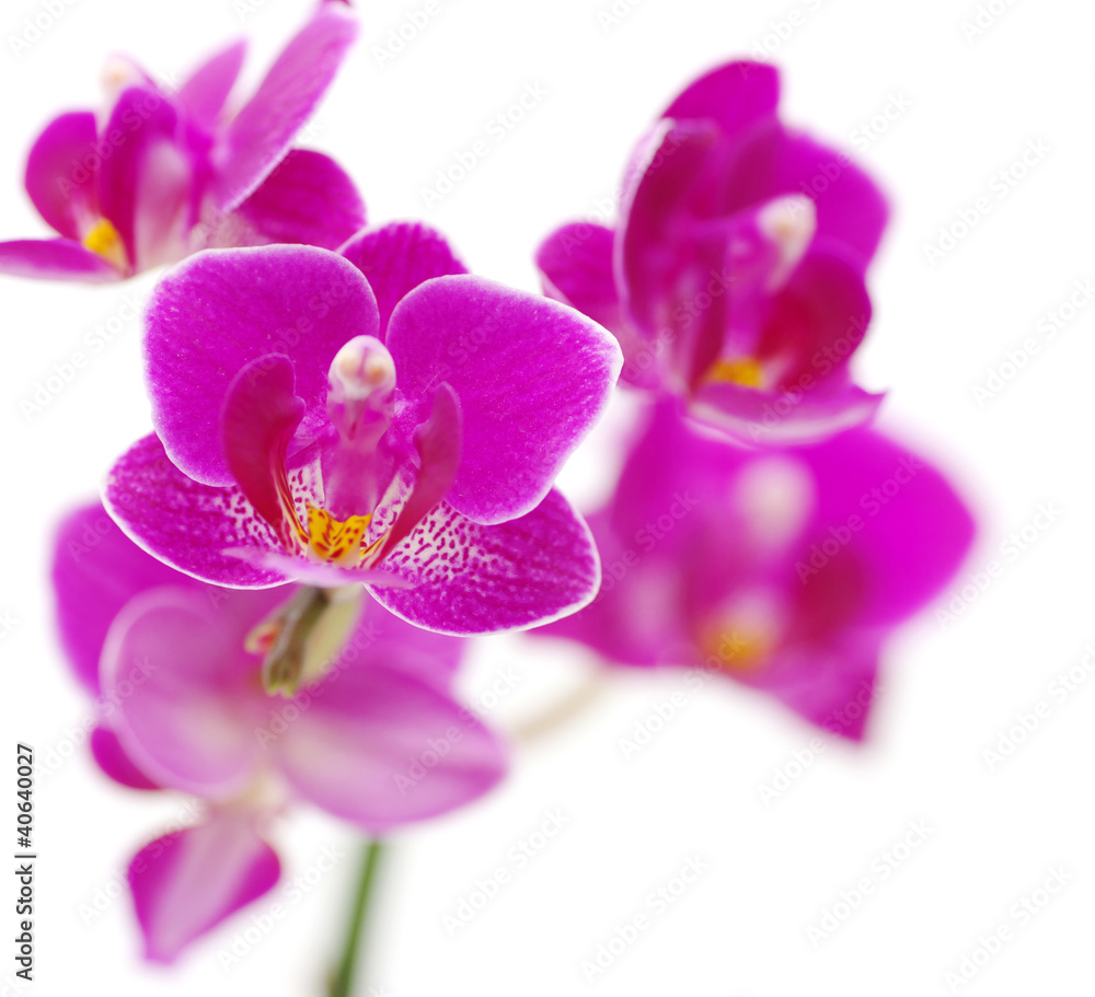 Obraz premium orchid