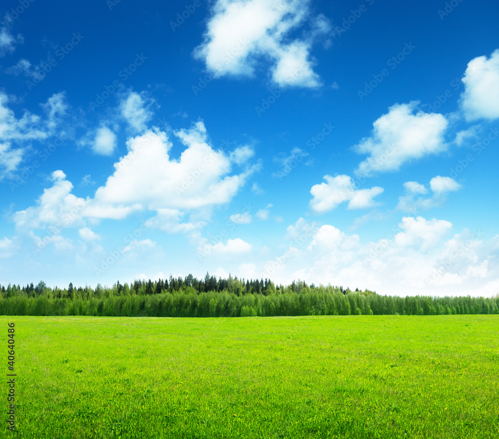 Fototapeta premium field of grass and perfect sky