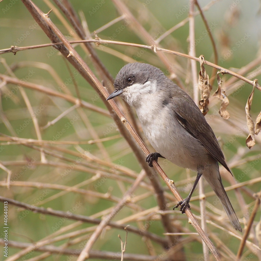 Obraz premium Lesser Whitethroat singing on the branch, Sylvia curruca