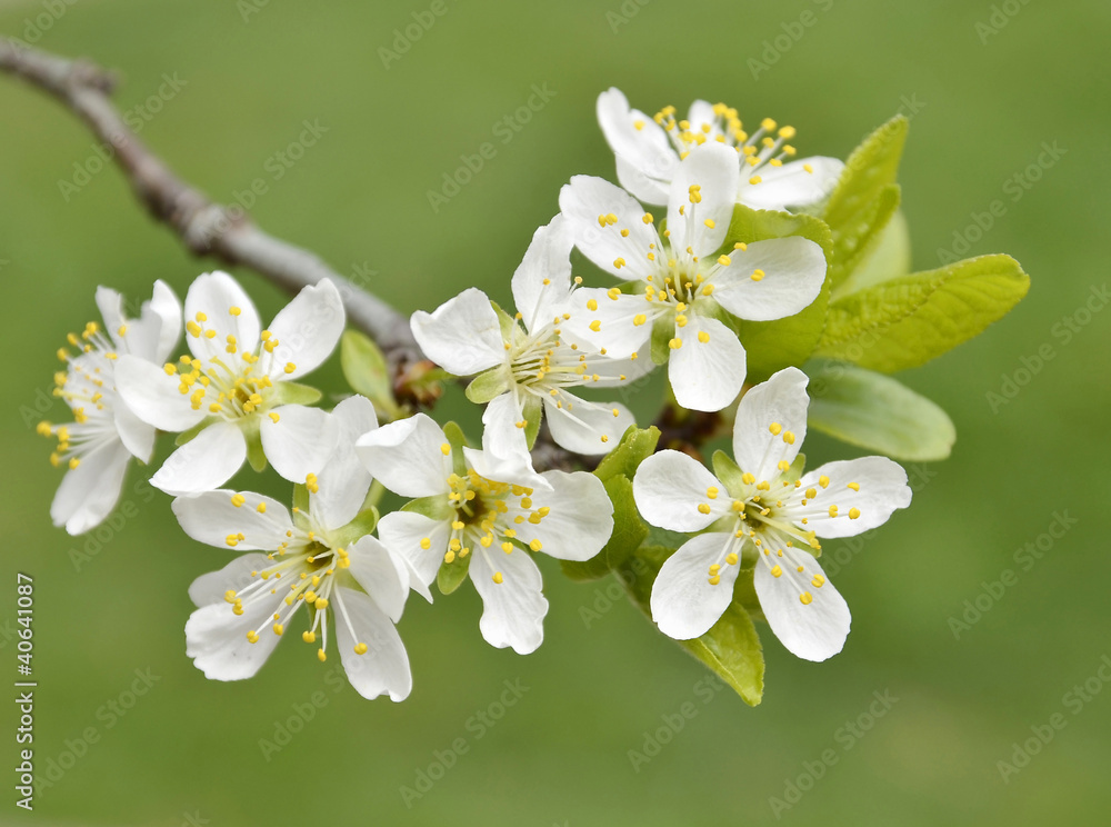 beautiful flowering tree as floral background