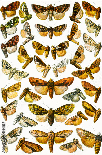 butterfly collection in white background