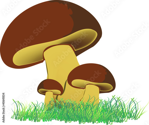fungo porcino