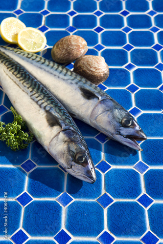 Makrelen und Muscheln