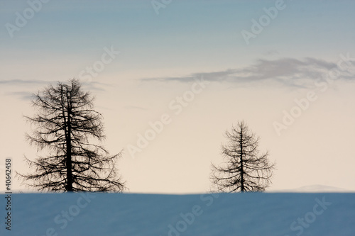 Alpine landscape with snow and European larches