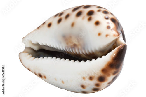 White shell.