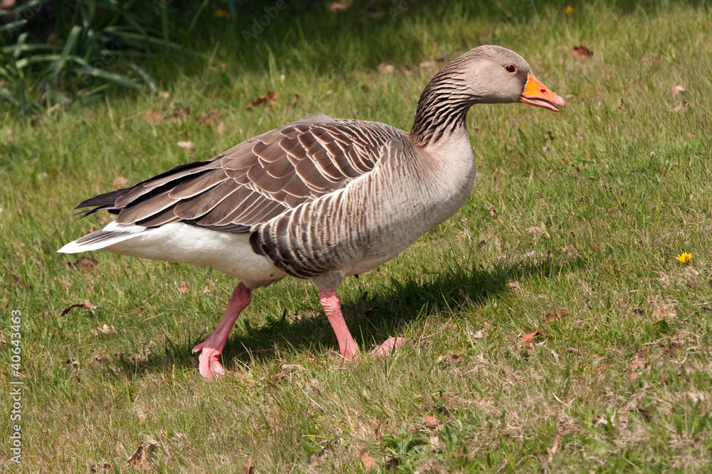 Greylag goose striding across grass Greylag goose striding across grass
