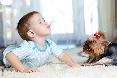 adorable child feeding york...