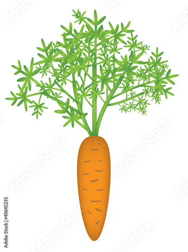 Carrot