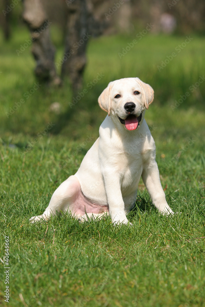 labrador puppy sitting on the grass labrador puppy sitting on the grass