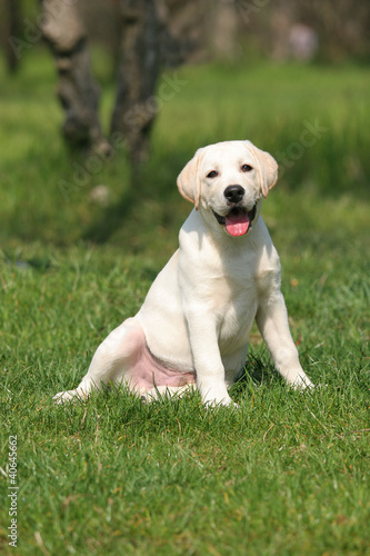 labrador puppy sitting on the grass