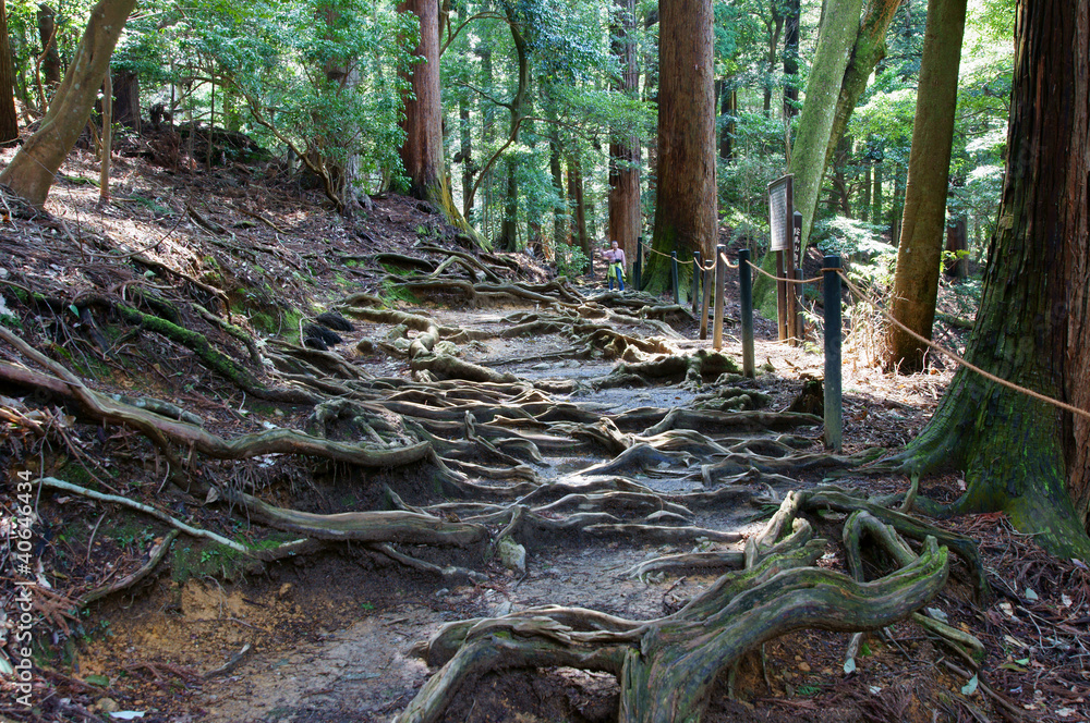 Root of tree , kurama-temple kyoto Root of tree , kurama-temple kyoto