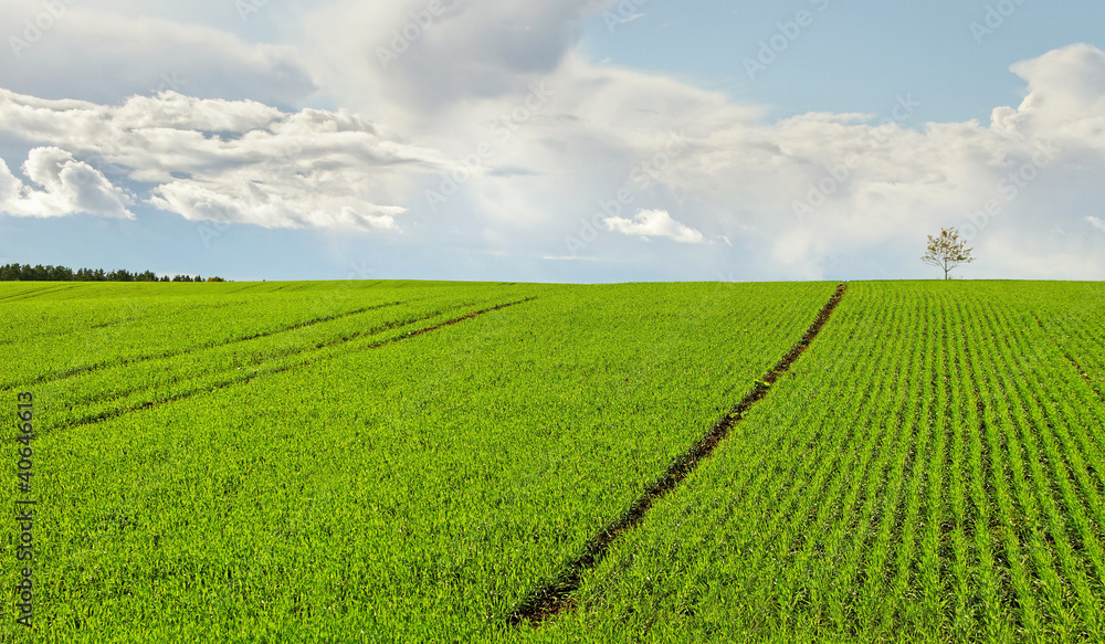 Field. Field.