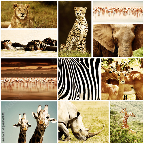 Photography African Animals Safari Collage