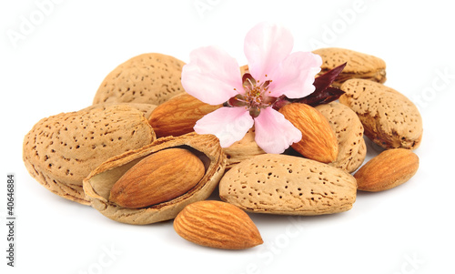 almonds and almonds flowers