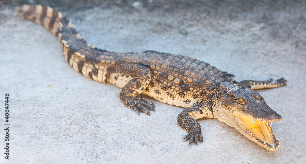 Naklejka premium Dangerous crocodile with open mouth