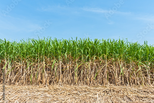 Sugar cane field in blue sky.