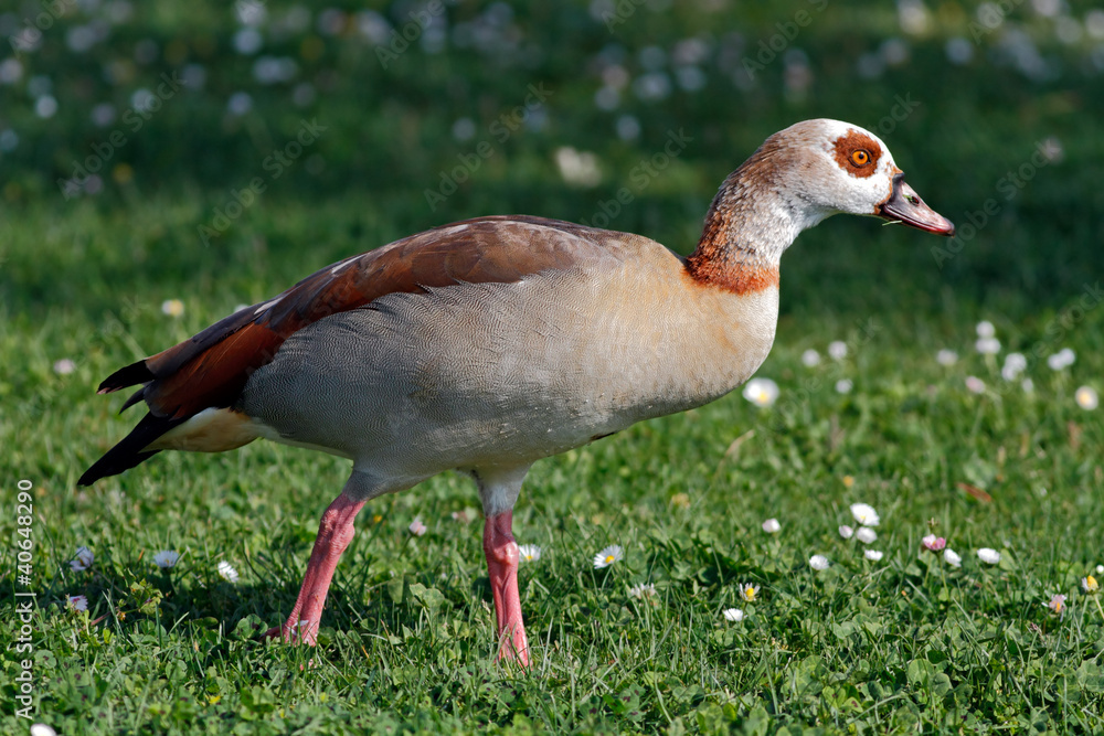 Detailed photo of the goose egypt Detailed photo of the goose egypt