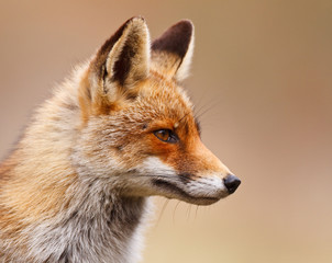 Wandcirkels Vos Elegant portret van rode vos  © Pim Leijen