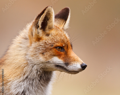 red fox portrait