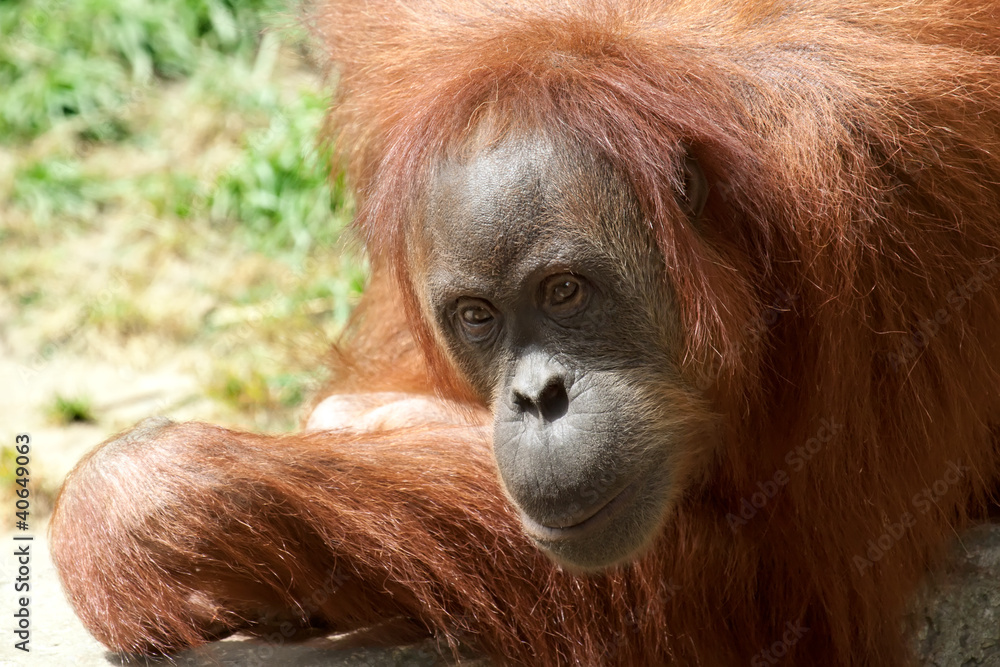 Orang Utan Orang Utan